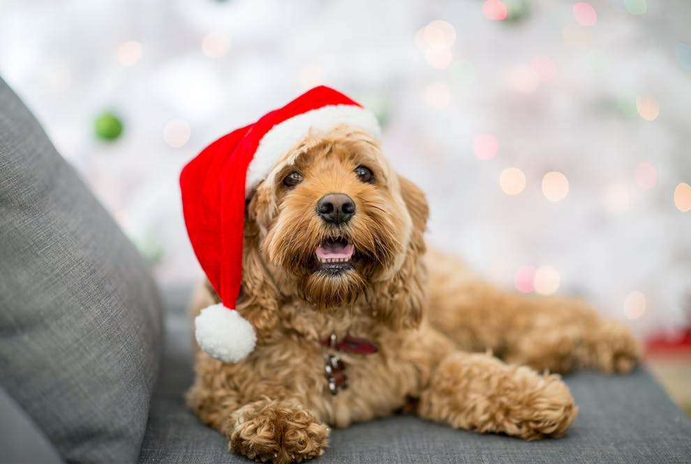 julehund Hund med nisselue på